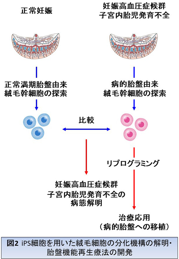 周産期研究室｜京都大学医学部 婦人科学産科学教室（京大病院 産科婦人科）