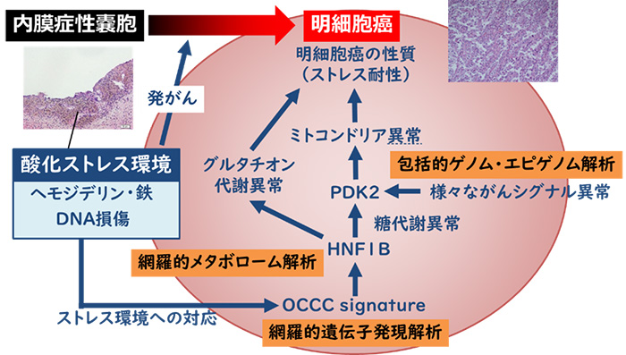 婦人科腫瘍研究室｜京都大学医学部 婦人科学産科学教室（京大病院 産科 